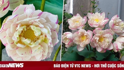 ស្ត្រី "ឆ្កួត" ព្យាយាមទិញផ្កាឈូកដែលផ្លាស់ប្តូរ