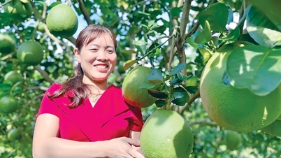 Bưởi da xanh đặc sản tiền tỷ trồng ở Gia Lai ra trái to bự thế này đây, dân tình cứ vô chụp hình