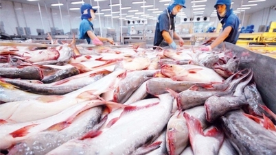Cá tra Việt Nam đối mặt với sự cạnh tranh trên thị trường quốc tế