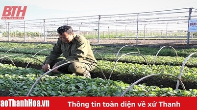 Lão nông thu nhập gần triệu đồng mỗi ngày từ 600 m2 đất