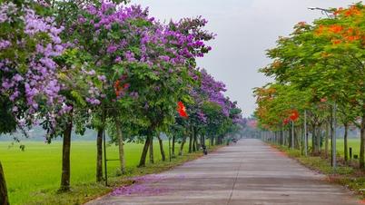 ផ្លូវ 800 ម៉ែត្រដ៏ក្តៅបំផុតនៅ Hai Duong - ម្ខាងមានពណ៌ក្រហមភ្លឺជាមួយផ្កា Royal poinciana ម្ខាងទៀតពណ៌ស្វាយជាមួយផ្កា lagerstroemia