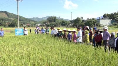 Ba Chẽ: Hội thảo đầu bờ đánh kết quả thực hiện mô hình giống lúa mới J02