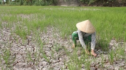 2023년 건기 메콩 삼각주의 염수 침투