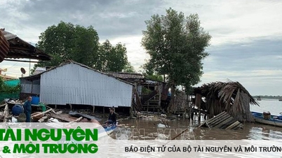 Báo động tình trạng sạt lở đất ven sông tại Cà Mau