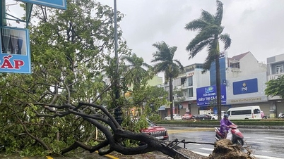 Storm No. 6 approaches, trees fall everywhere in Da Nang