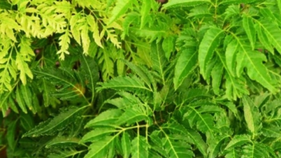 Polyscias fruticosa ជួយបង្កើនការស៊ូទ្រាំ ព្យាបាលការឈឺខ្នង និងឈឺជង្គង់