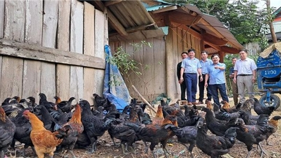 Bắc Trung Bộ: Giống vật nuôi bản địa chất lượng cao đang có nguy cơ mất dần