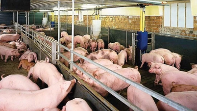 Precio del cerdo el 26 de noviembre de 2024: el mercado del sur disminuyó ligeramente