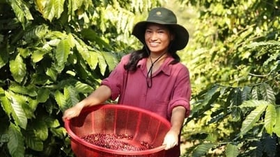 Giá cà phê phục hồi