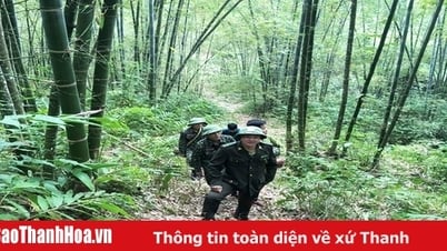 Hỗ trợ gạo cho công tác bảo vệ, phát triển rừng trên địa bàn huyện Mường Lát