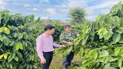 ដើមទុនគោលនយោបាយជួយប្រជាជន Dak Nong កាត់បន្ថយភាពក្រីក្រយ៉ាងឆាប់រហ័ស និងប្រកបដោយនិរន្តរភាព