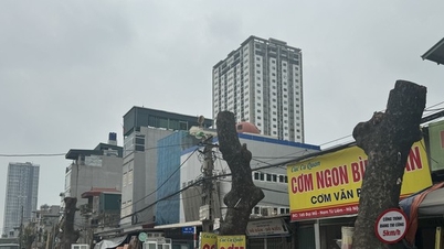 Hàng xà cừ cổ thụ buộc phải cắt ngọn, đánh chuyển trên đường 70 kéo dài