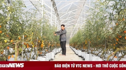 Tay Ninh: High-tech agriculture is the pillar of economy and integration