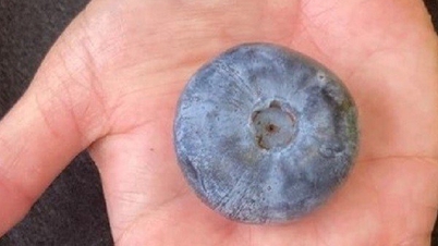 Nahaufnahme der Blaubeere, die gerade den Guinness-Weltrekord gebrochen hat