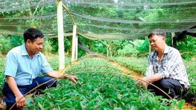 Ở Vĩnh Phúc dân trồng thành công cây ba kích tốt um, củ là thuốc bổ thận tráng dương, thu 1 tỷ/năm