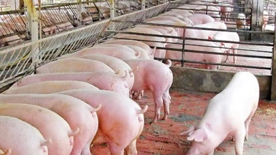 Giá heo hơi ngày 13/11/2024: Miền Nam giảm nhẹ, miền Bắc và miền Trung giữ giá