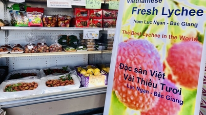 Bac Giang lychee មានតម្លៃ 780,000 ដុងក្នុងមួយគីឡូក្រាមនៅអាមេរិក