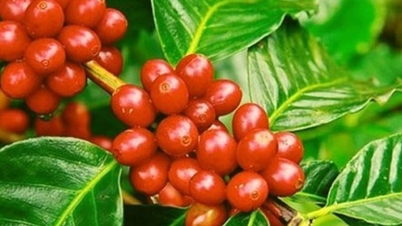 Giá cà phê xuất khẩu đạt đỉnh 7 tháng