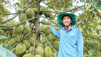 ទេព​កោសល្យ​ដាំ​ទុរេន​របស់​អ្នក​កាន់​ថ្នាក់​អនុបណ្ឌិត​នៅ​បស្ចិម​ប្រទេស ផ្លែ​មាន​ដុះ​ពេញ​ដើម​ក្នុង​រដូវ​បិទ​រដូវ