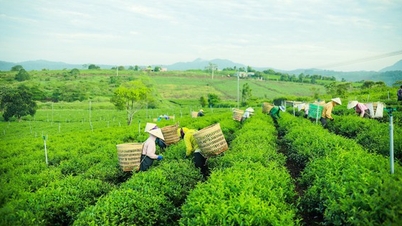 Những con số biết nói về Trà Rồng Vàng, thương hiệu yêu thích của dân sành trà