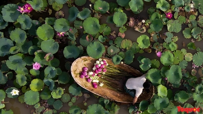 How the Lotus Bach Diep is restored on West Lake