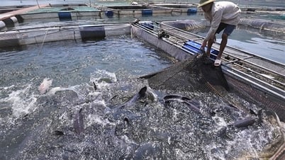 Tình trạng “treo ao” gia tăng, Bộ NN-PTNT lo lắng