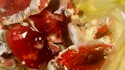 បុរសម្នាក់ពុលដោយបរិភោគផ្សិតក្រហម
