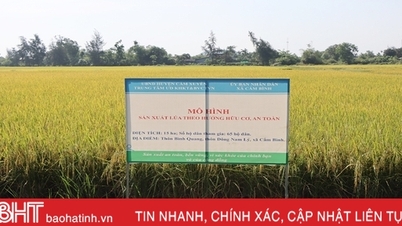 Replicación del modelo de producción de arroz orgánico en Cam Xuyen