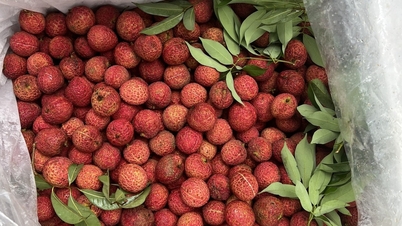 800,000 ដុង ក្នុងមួយគីឡូក្រាមនៃ lychee គ្មានគ្រាប់ពូជ
