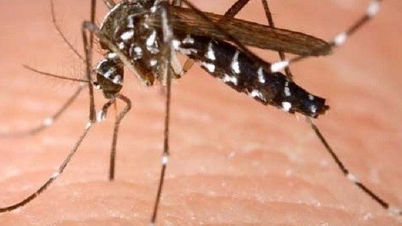 Dịch sốt xuất huyết bùng phát tại Brazil