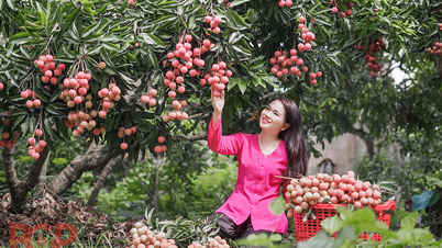 តើ​ដំណើរ​ទៅ​រើស​ផ្លែ​ល្ហុង​ពេល​យប់​នៅ Bac Giang មាន​អ្វី​ខ្លះ?