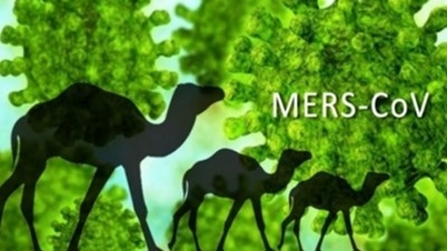WHO thông báo một trường hợp dương tính với MERS tại Abu Dhabi