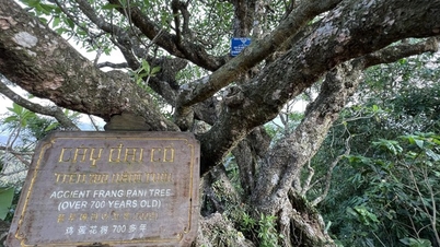 Admire the 700-year-old frangipani trees blooming on the sacred peak of Yen Tu