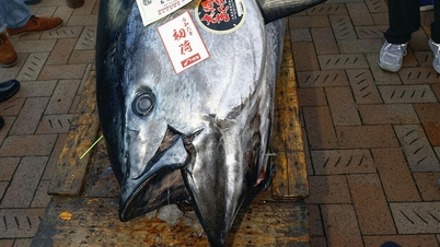 ត្រីធូណា Bluefin លក់ក្នុងតម្លៃ ៨០០,០០០ ដុល្លារនៅប្រទេសជប៉ុន