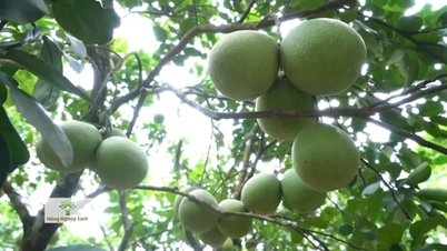 Thanh trà - thứ quả đặc sản thơm ngon, tao nhã của người cố đô