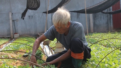 How effectively does a cooperative in Thai Binh province operate to be awarded the star title?