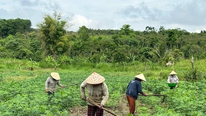 ការដាក់ពង្រាយគំរូសេដ្ឋកិច្ច ដើម្បីជួយអភិវឌ្ឍគ្រួសារក្រីក្រក្នុងកំឡុងឆ្នាំ 2024-2029