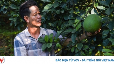Nông dân Bắc Giang đổi đời nhờ trồng bưởi da xanh theo hướng hữu cơ