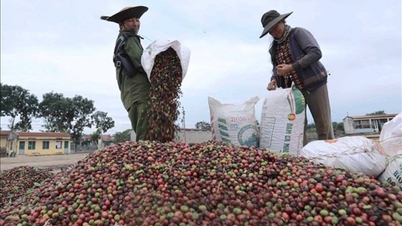 Giá cà phê xuất khẩu diễn biến trái chiều, cà phê Robusta giằng co