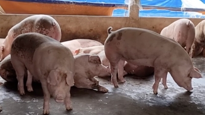 Tiếp đà tăng giá, nhiều tỉnh miền Bắc thiết lập bảng giá mới