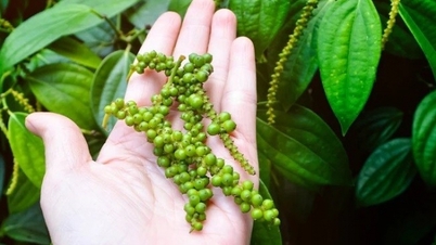 Thị trường diễn biến trái chiều, xuất hiện tín hiệu vui cho ngành hồ tiêu Việt Nam
