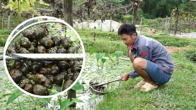 The owner of the organic farming passion raises duckweed for snails.