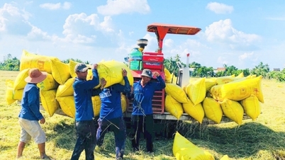 Rice prices fluctuate slightly, fresh rice prices continue to increase