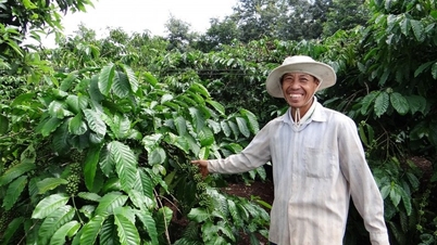 Coffee export prices skyrocket amid negative news from Brazil