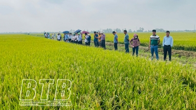 ផ្លាស់ប្តូរផ្នត់គំនិតផលិតកម្មស្រូវ