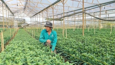 Tại sao nông dân ở Lâm Đồng chưa muốn vay vốn tháo dỡ nhà kính chuyển sang trồng ngoài trời?