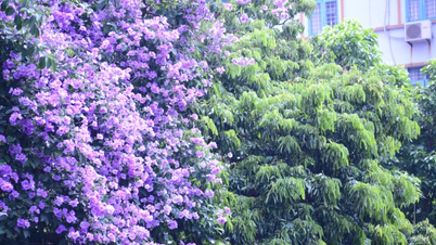 Purple Lagerstroemia