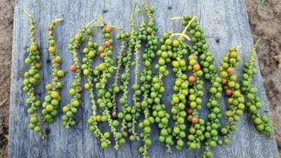 Pepper price today October 27, 2024: Continue to decrease from 500