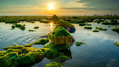 Hái rong biển trên đá ở Ninh Thuận