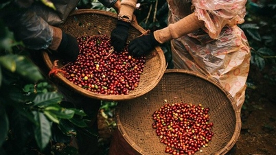 Khan hiếm nguồn cung, giá xuất khẩu cà phê diễn biến trái chiều